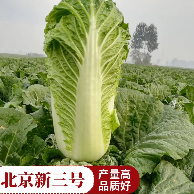 北京新三号秋季大白菜种子冬储抗病高产大田秋播蔬菜种子