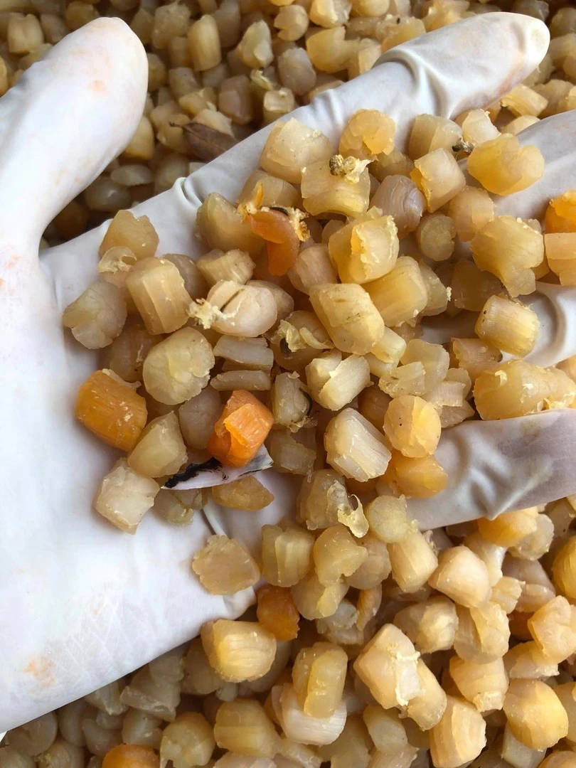 广东南澳本地干贝500g