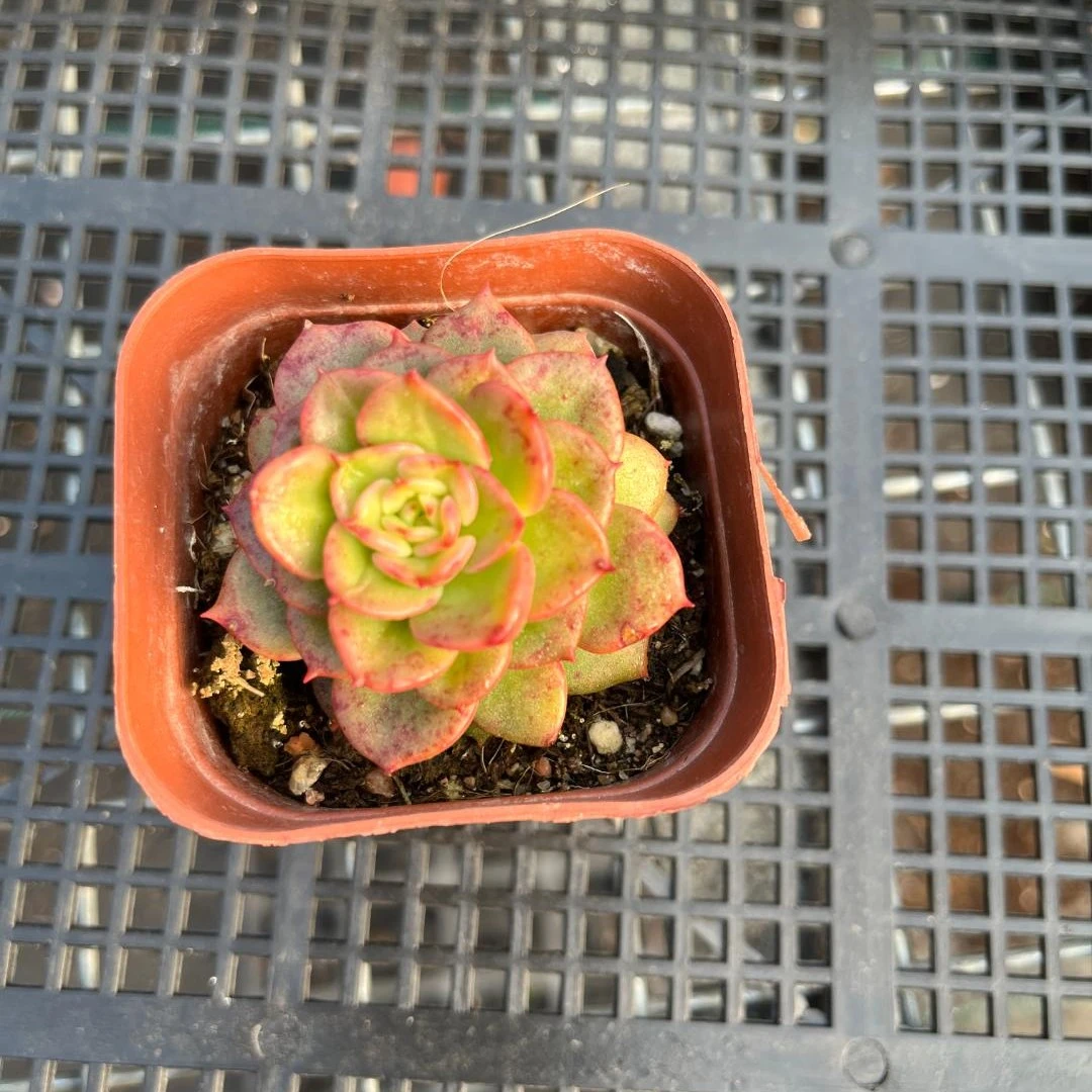 蜡牡丹锦多肉满18包邮发货