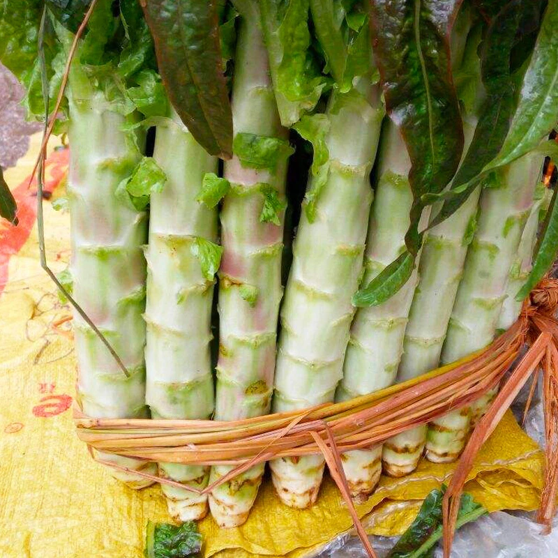 红莴笋种子/红莴苣种籽四季阳台盆栽蔬菜孑