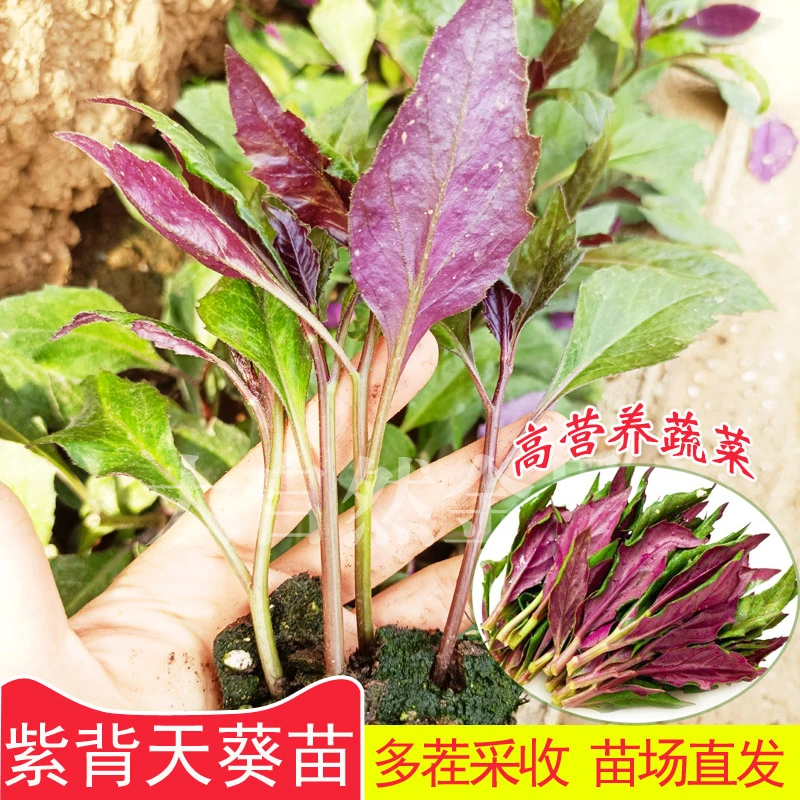 紫背天葵秧苗子观音菜种籽多年生扦插四季青菜种籽盆栽蔬菜种子