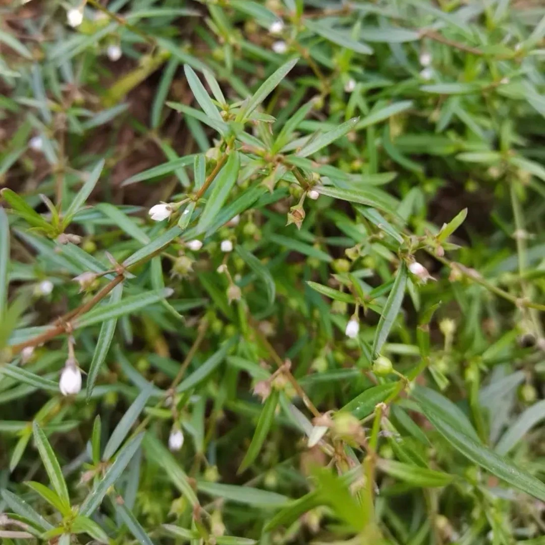 福建宁德白花蛇舌草500克