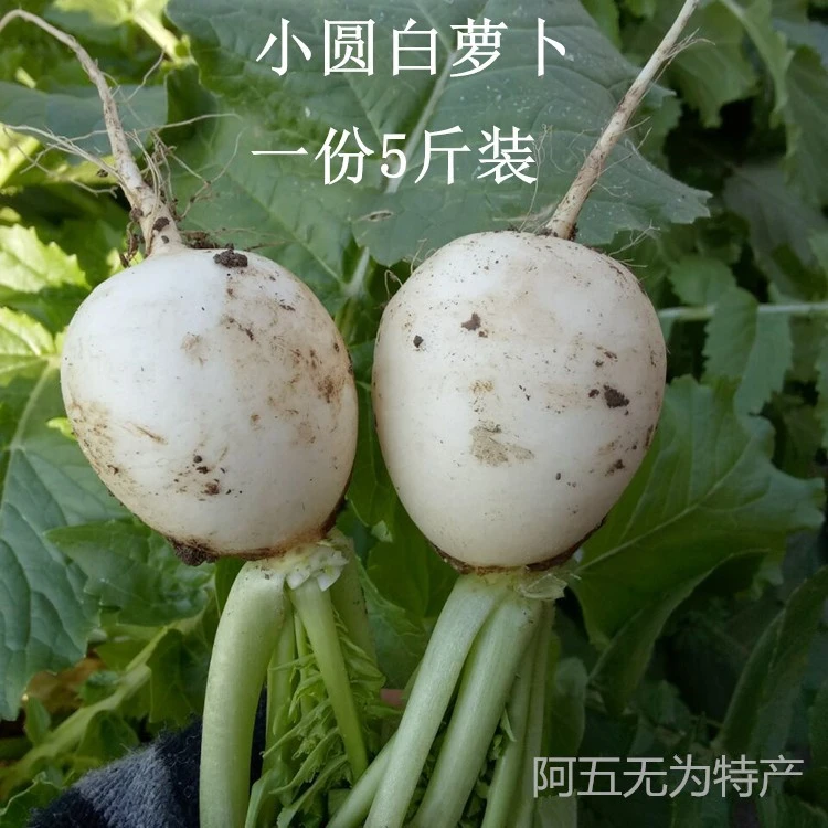 安徽无为特产新鲜蔬菜白萝卜小圆白萝卜可腌制萝卜干1份3斤装包邮