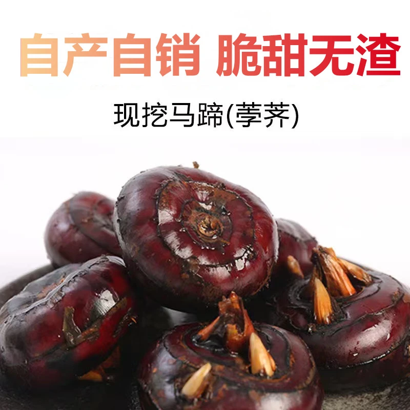 新鲜马蹄荸荠现挖带泥水果蔬菜脆甜多汁下单送去皮刀5斤装