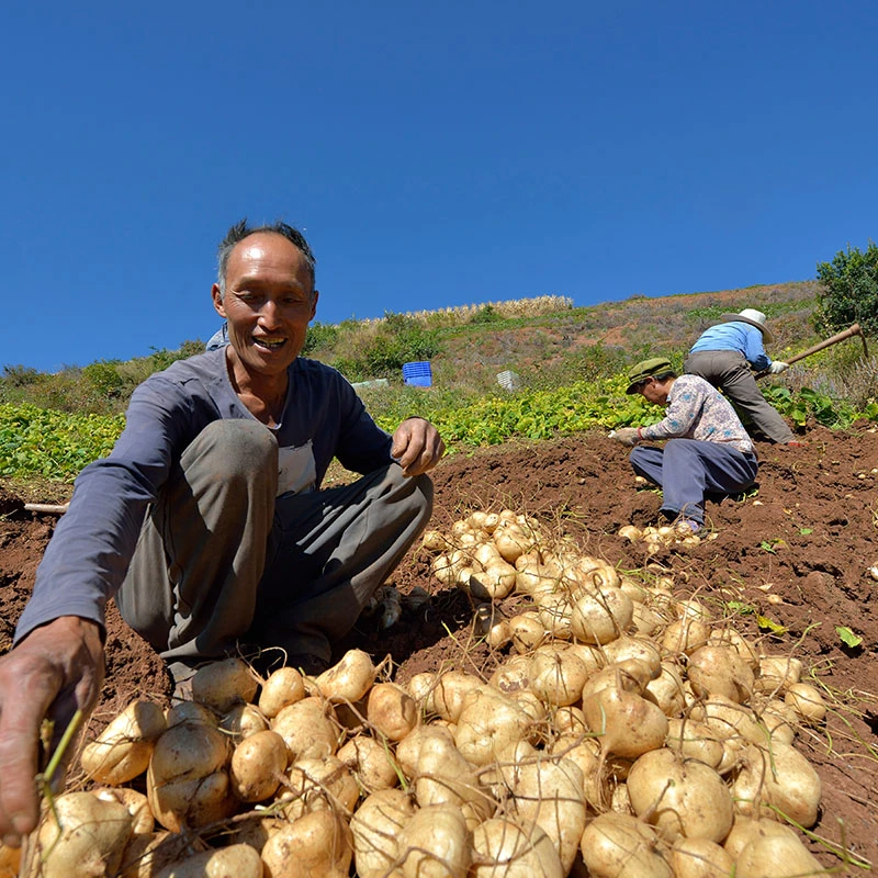 四川凉山新鲜凉薯白地瓜番茄土瓜5斤
