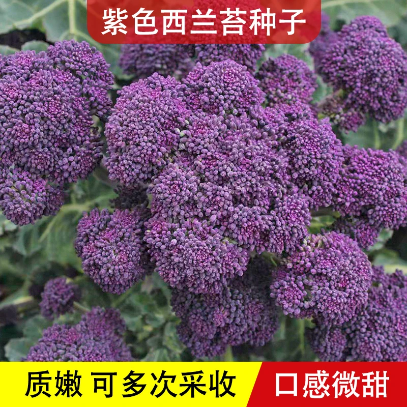 紫色西兰苔种子紫西兰花种籽菜种芥蓝种籽春秋季菜籽蔬菜孑