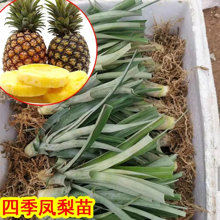 凤梨地菠萝苗南方北方盆栽地栽庭院楼顶种植裸根苗包邮