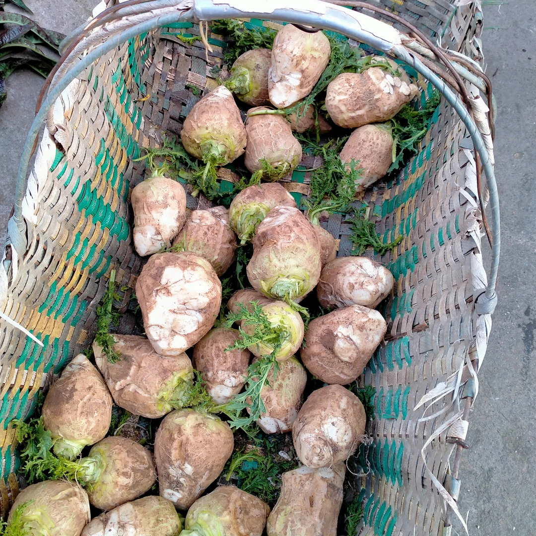 湖北荆州/农村新鲜现挖生大都果/大兜萝卜拌酱菜脆爽5斤包邮！