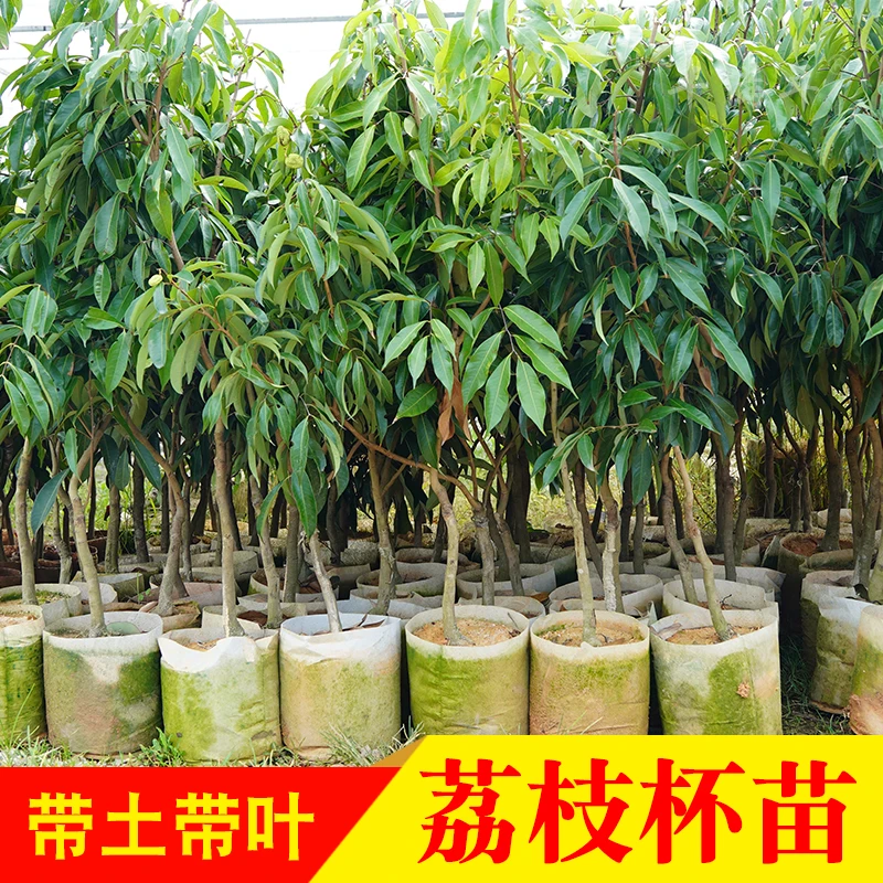 荔枝树苗妃子笑桂味无核荔枝果树苗盆栽地栽载种带营养杯发货