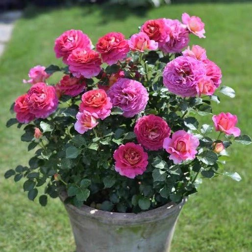 法国新品巴黎精神月季花苗灌木浓香大花粉黄双色四季盆栽植物耐热