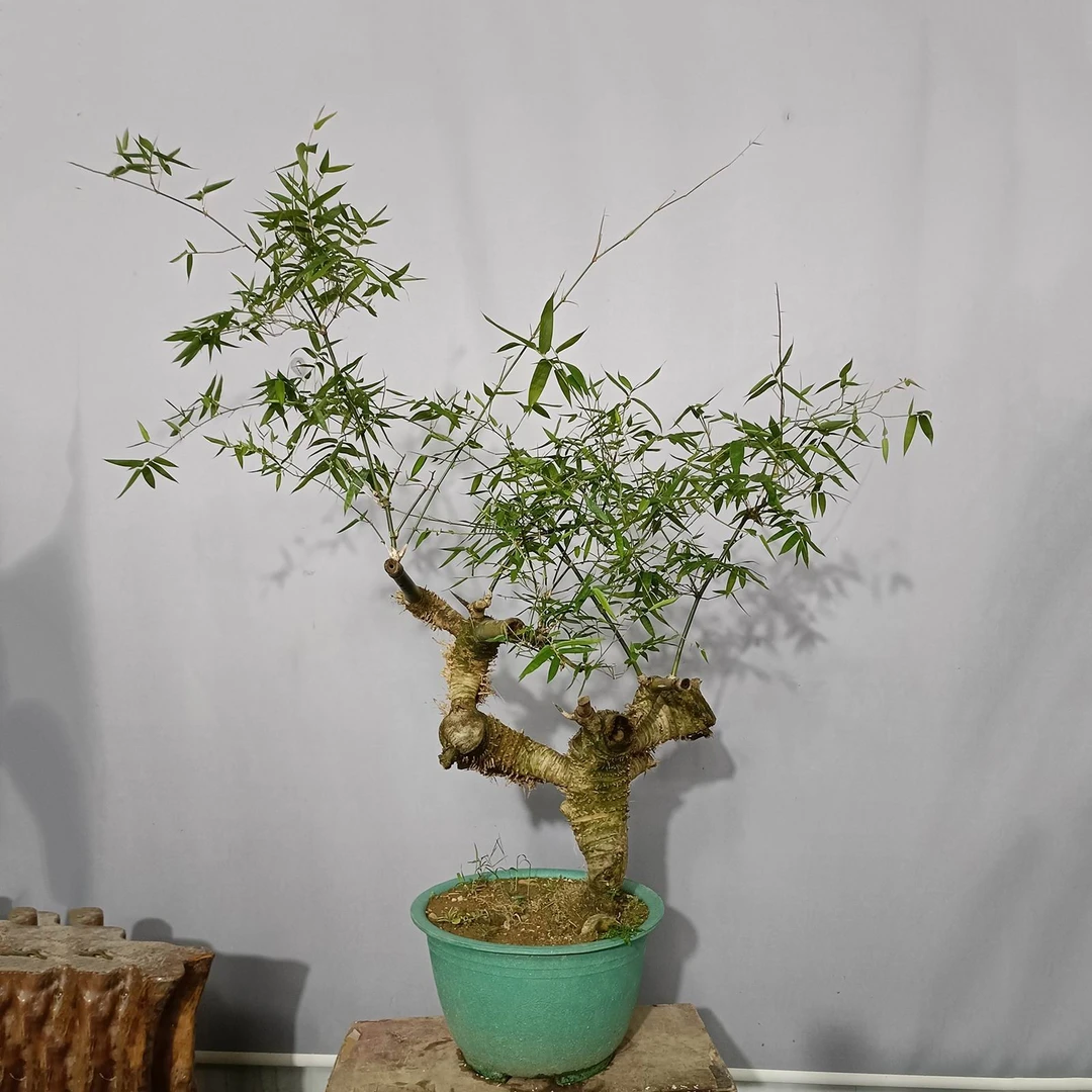 茶室簕竹盆景茶艺一物一拍