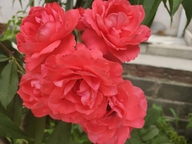 励志的俩兄弟的小店