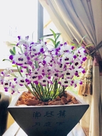 春田雨润