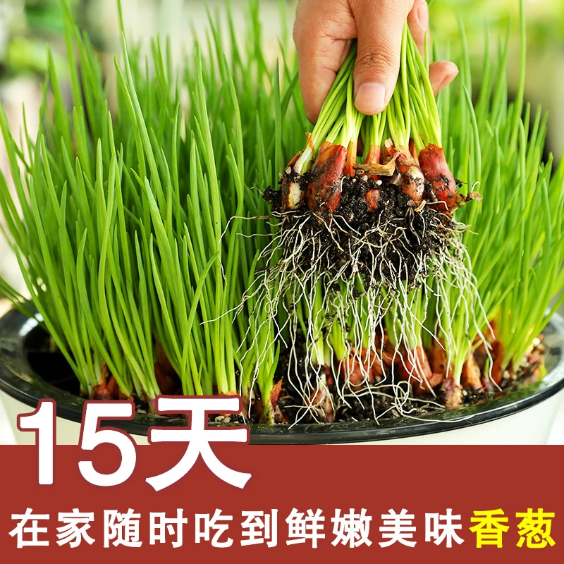 红葱头种子葱种香葱种头苗四季阳台盆栽室内小菜园种植