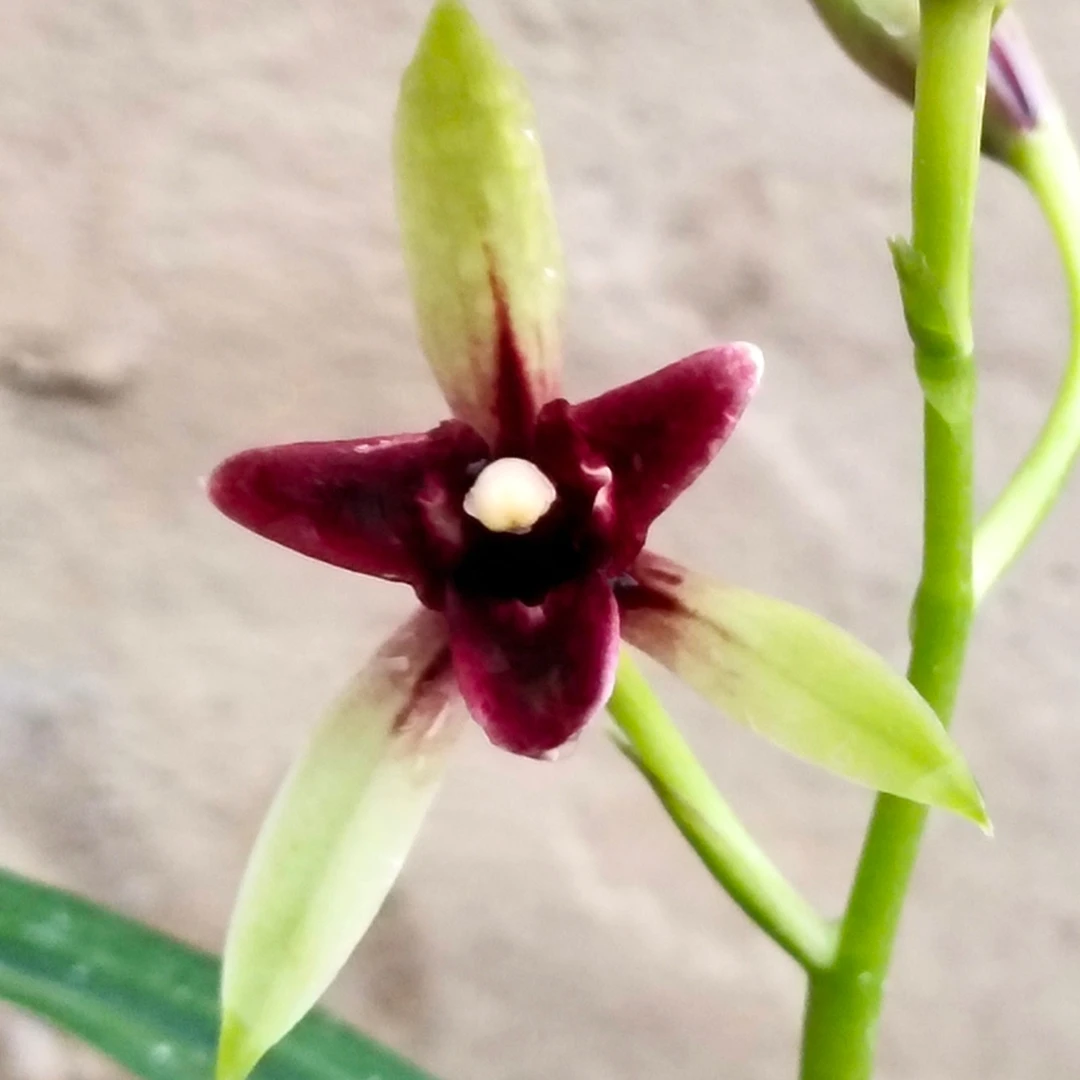 兰花苗建兰铭品锦上添花（品种终身保证)绿植花卉盆栽