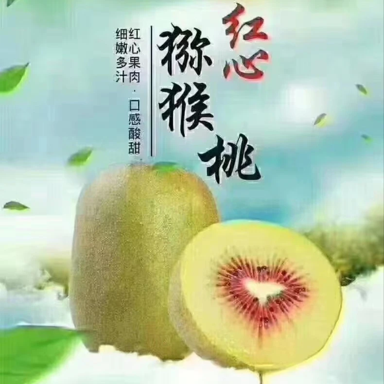 浙江江山红心猕猴桃 5斤