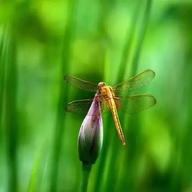 早有蜻蜓立上头