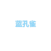 蓝孔雀乐清市宠爱你贸易有限公司乐器专卖店