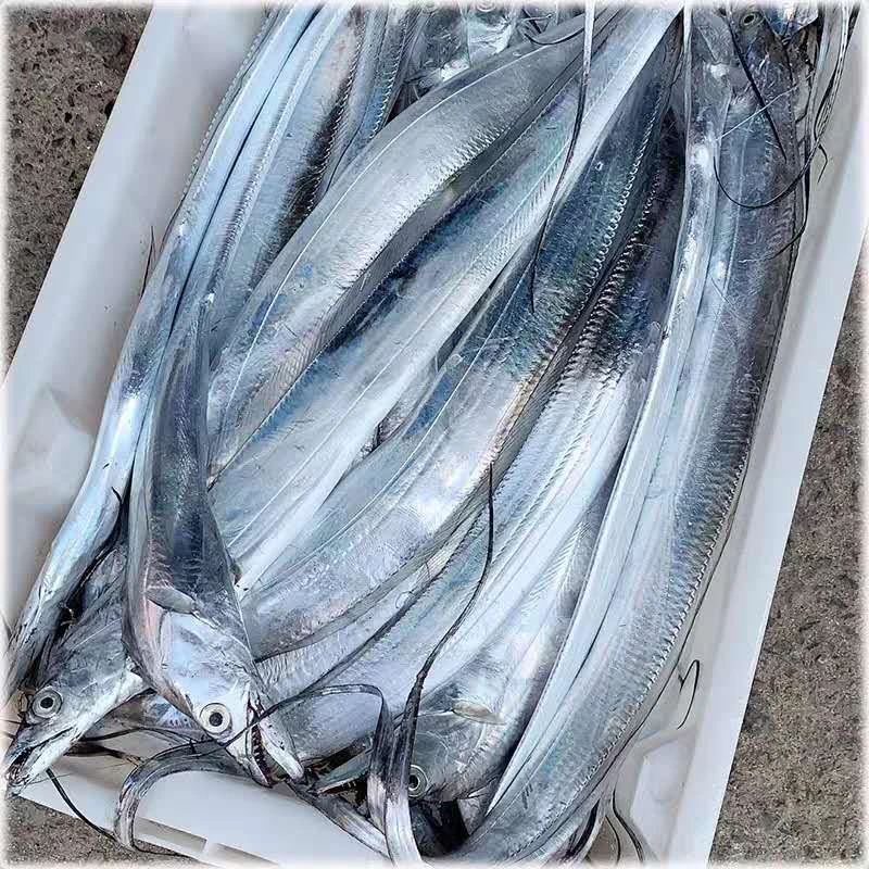 【钓带鱼】东海舟山鲜嫩食用海钓带鱼4斤装/份包邮魔鬼鱼