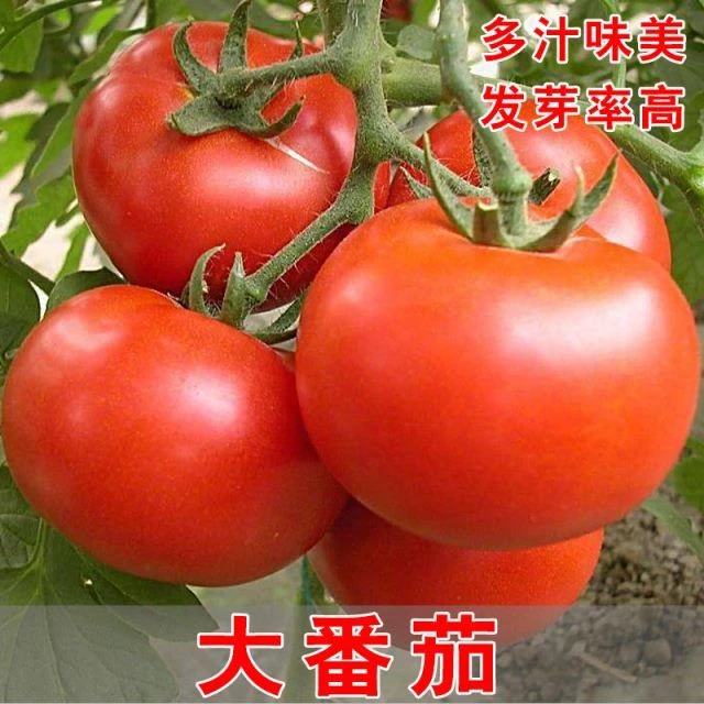 大番茄种子超甜红果大西红柿阳台春季秋季抗高温蔬菜瓜果种籽
