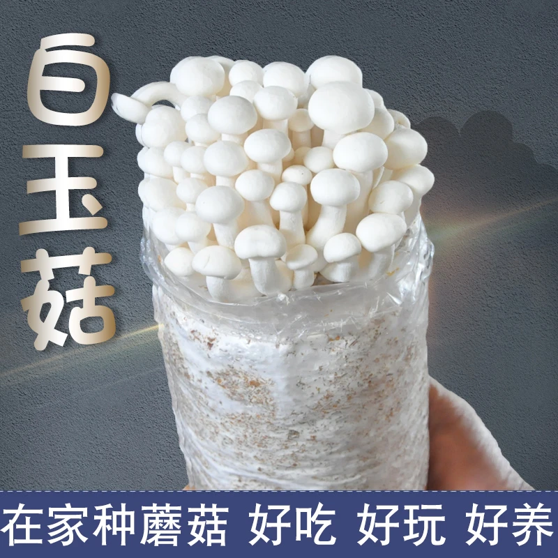 白玉菇蘑菇种植菌包阳台多肉植物盆栽菌棒种家庭室内种植食用菌