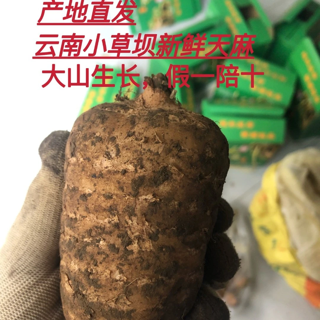 云南昭通小草坝新鲜天,麻