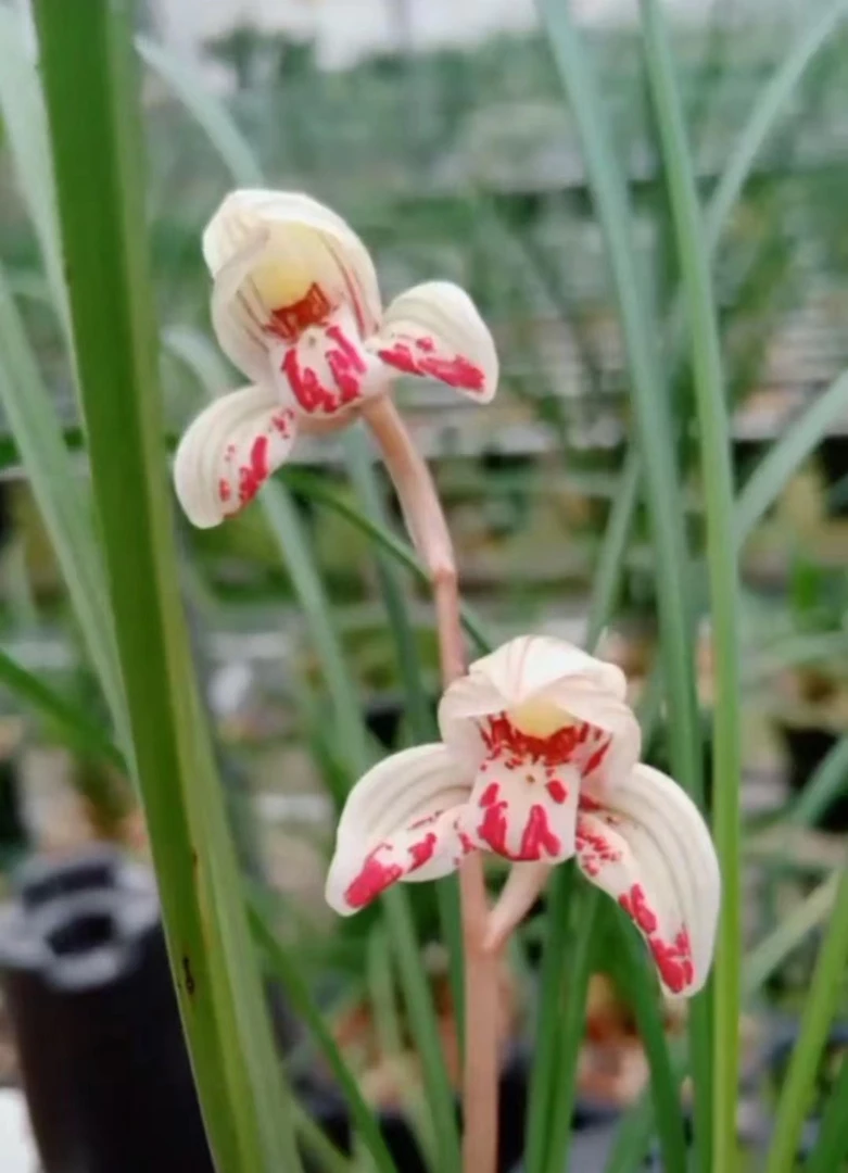 剑阳蝶2苗莲瓣兰第一副瓣蝶兰花苗绿植花卉盆栽