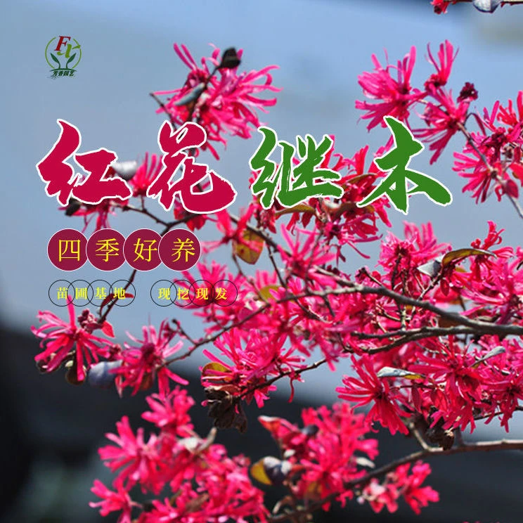 红花继木球四季常青彩叶栽盆别墅庭院花池花木耐寒耐旱南北好养