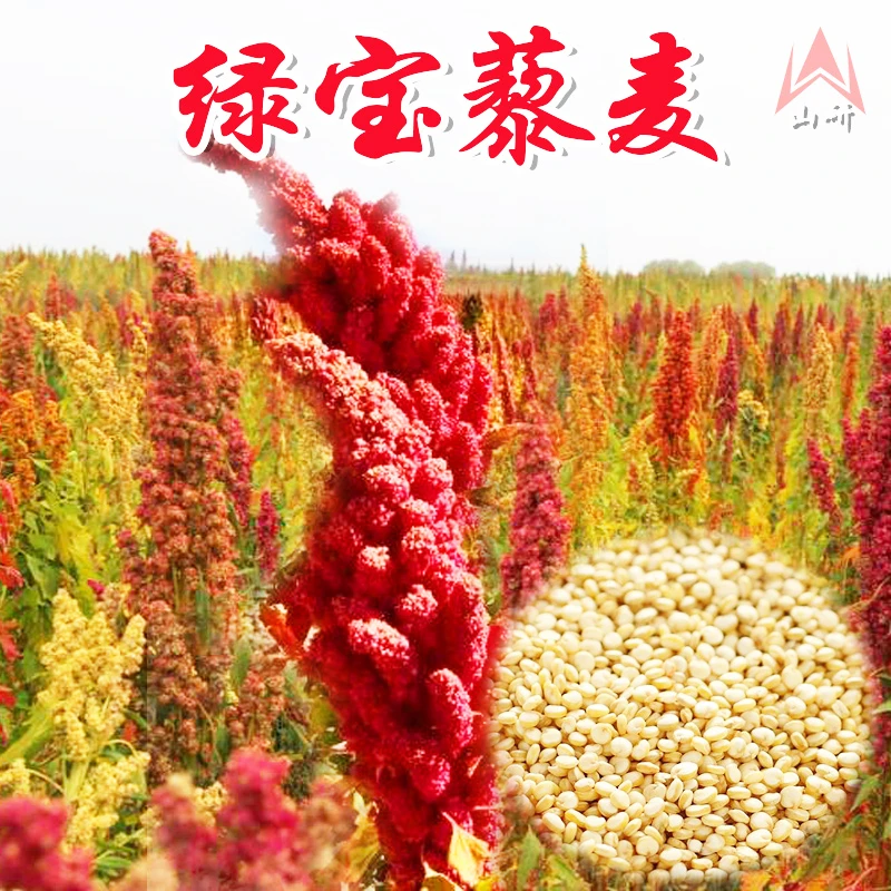 山研南美藜金谷籽藜谷米印第安泰种籽绿宝藜麦五谷杂粮种孑