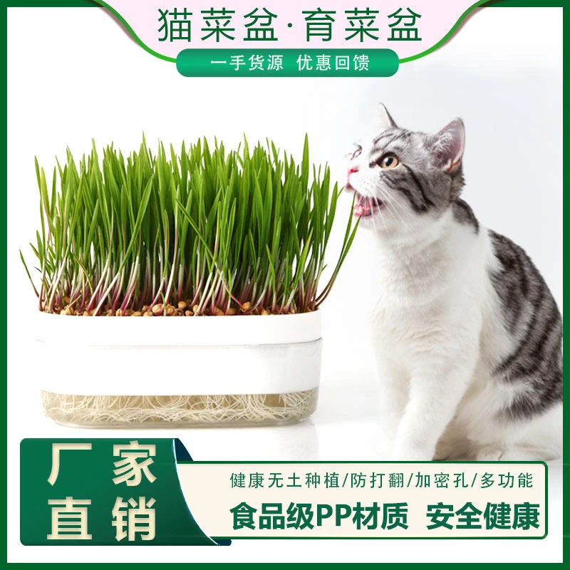 水培猫草盒工厂直发