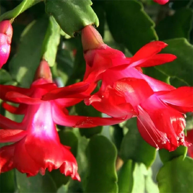 应氏蟹爪兰盆栽带花苞花卉植物室内绿植好养活四季开花苗螃蟹抓莲