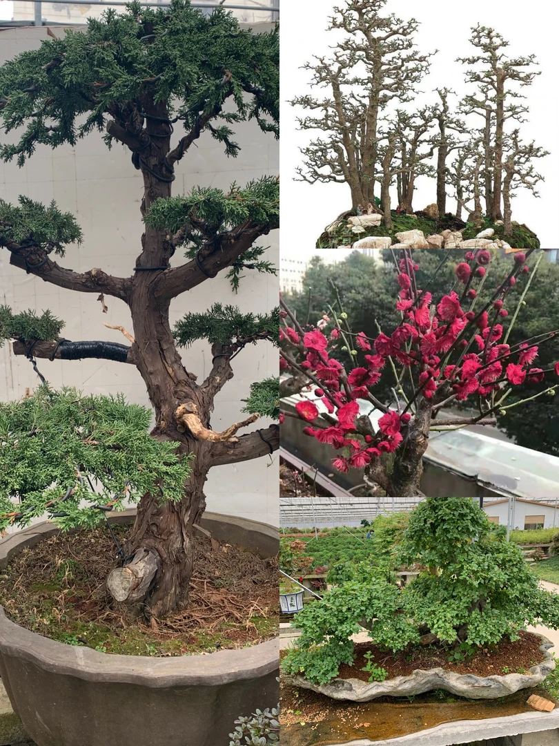 绿植办公室防辐射盆景黄杨 榆树盆景白蜡 ，石榴盆景