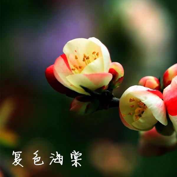 原生桩海棠彩玉海棠复色绿海棠银长寿世界一号垂丝海棠长寿冠