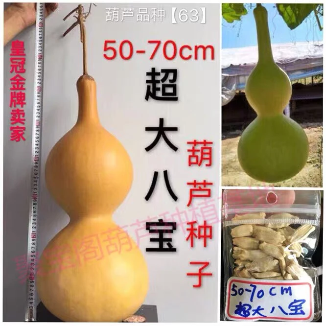 【63】50-70cm超大八宝葫芦种子籽 特超大八宝盆栽文玩手捻小葫芦丝