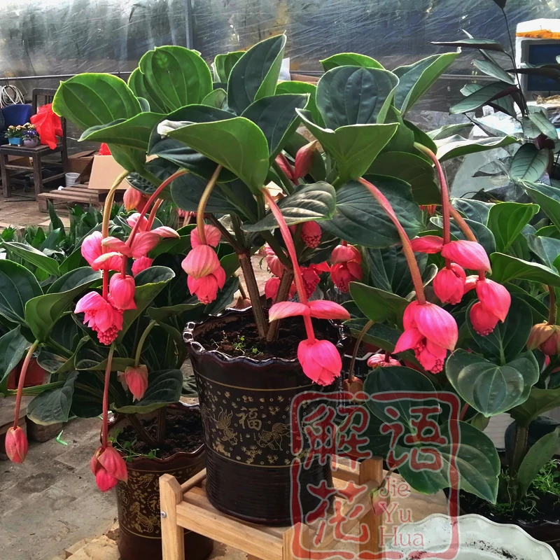 进口宝莲灯花盆栽室内高档花卉进货空气花期超长带花苞发货宝莲灯