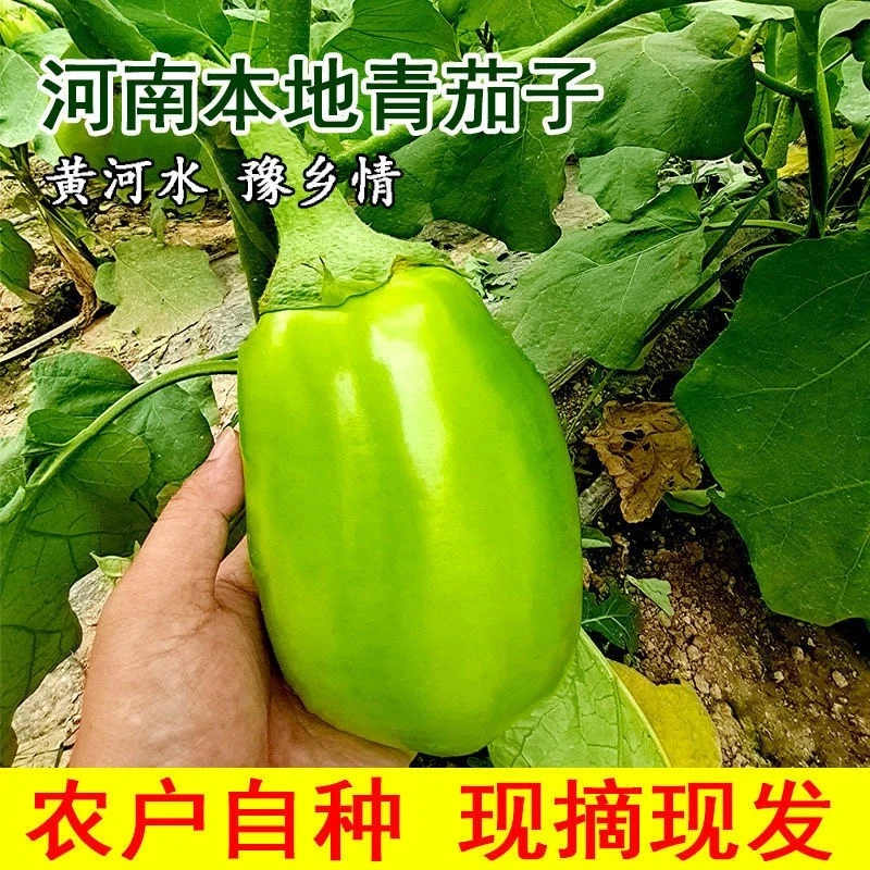 现摘现发河南农家自种新鲜青茄子绿皮茄子5斤3斤包邮生吃清甜可口
