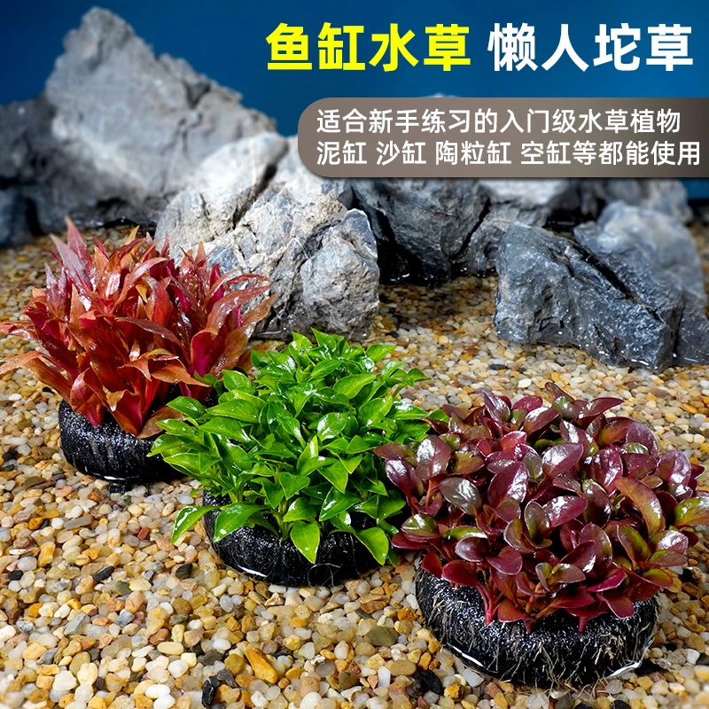 水草新手草缸水族造景懒人淡水活体装饰植物中后景群生草定植坨草