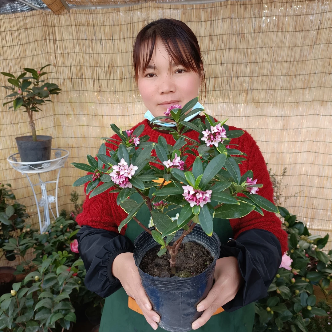 金边瑞香盆栽浓香型带花苞室内耐寒开花观花植物