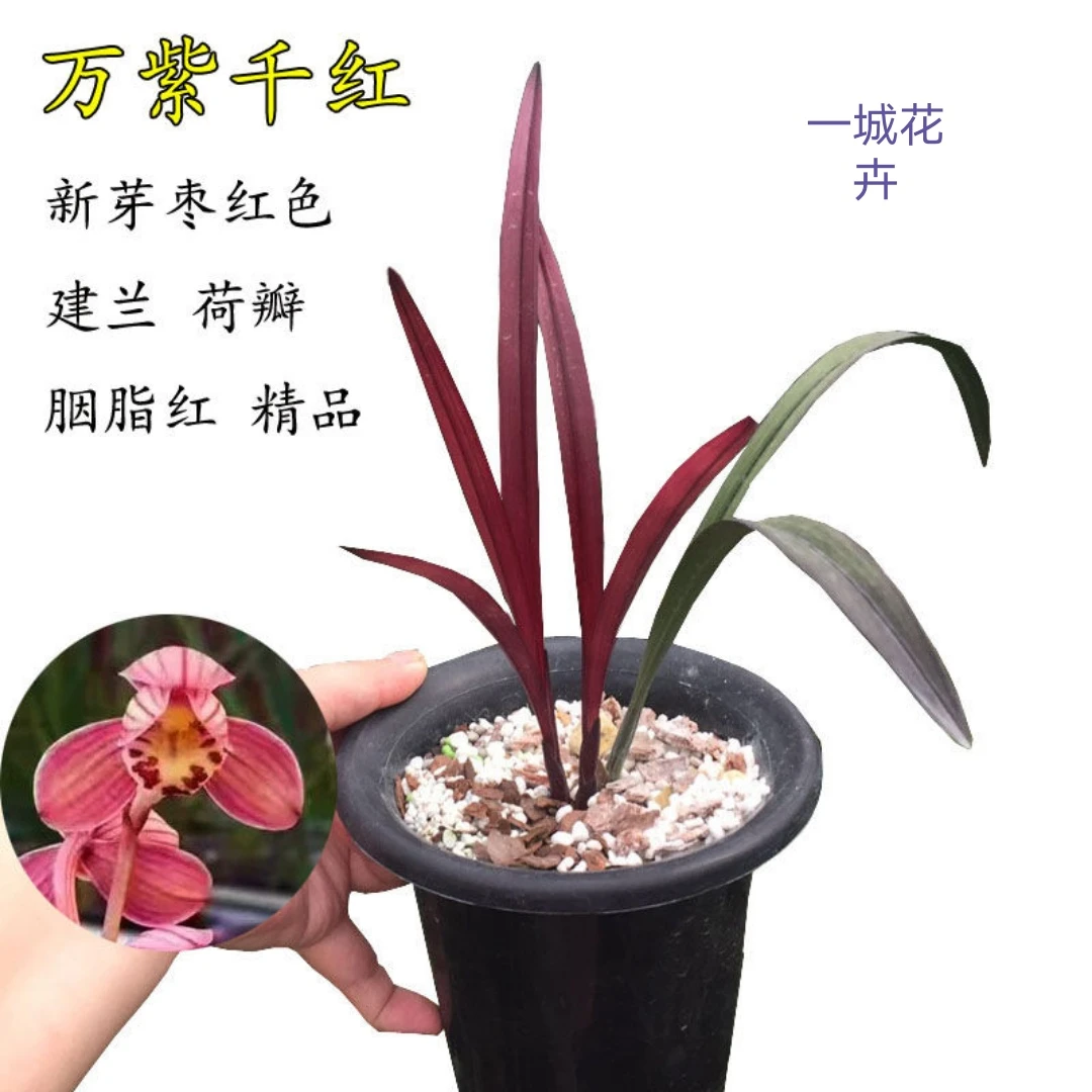 建兰名贵兰花（红草红荷）矮种盆栽室内阳台摆放