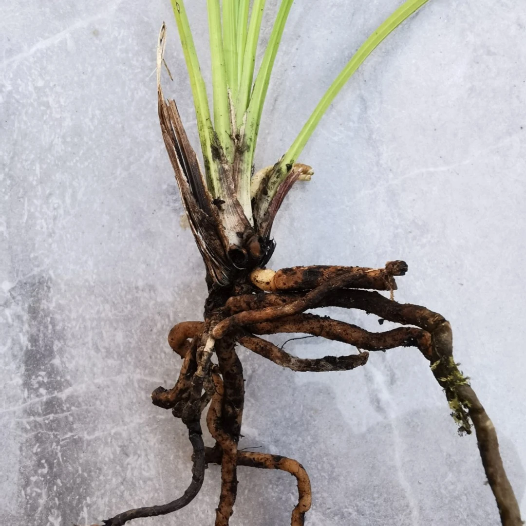 惠兰  兰花  花卉买前联系买家