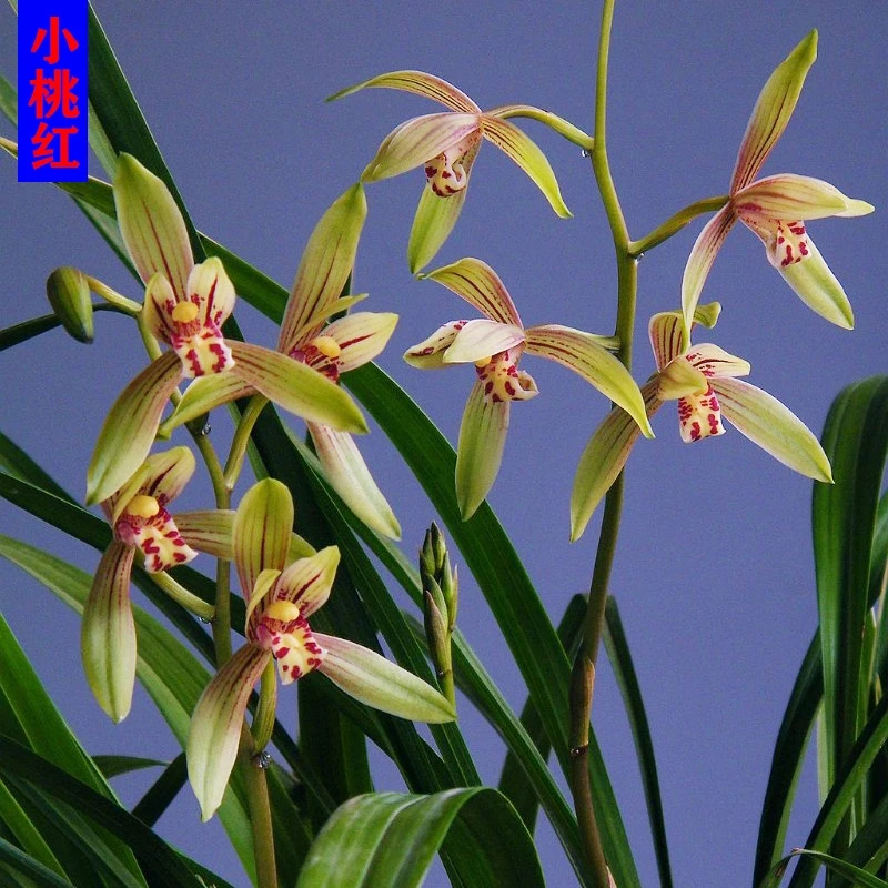 国兰兰花苗建兰小桃红四季兰草浓香型阳台室内花卉植物盆栽好养