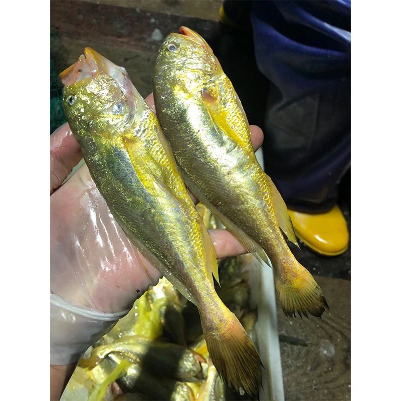 江苏启东吕四渔港野生梅童鱼