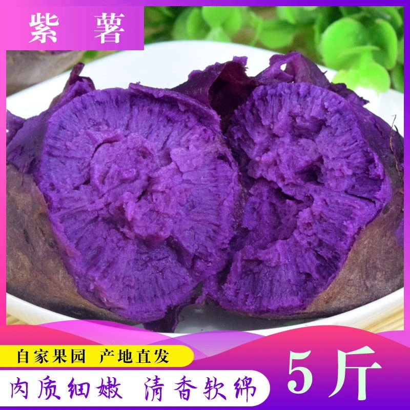 沂蒙山紫薯新鲜番薯地瓜农家自种紫罗兰紫薯5斤包邮中大果子
