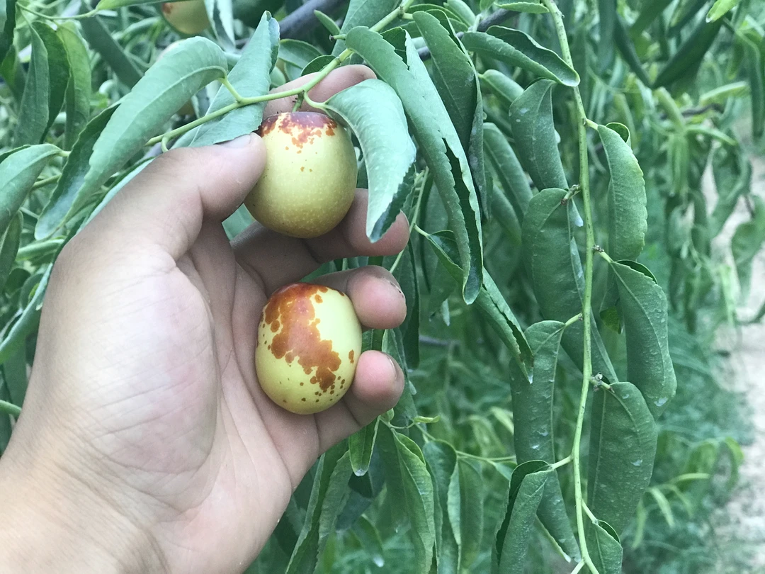 【顺丰发货】陕西澄城县冬枣脆甜爽口亲民装3斤4.5斤包邮