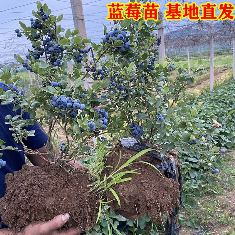 蓝莓树果苗盆栽特大南方北方种植奥尼尔蓝莓果苗蓝莓庭院树苗