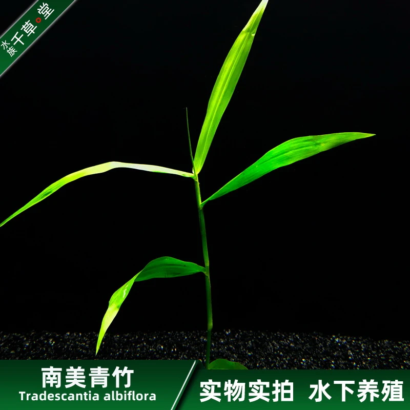 千草堂水族水草缸鱼缸装饰造景后景坨草淡水活体植物包邮南美青竹