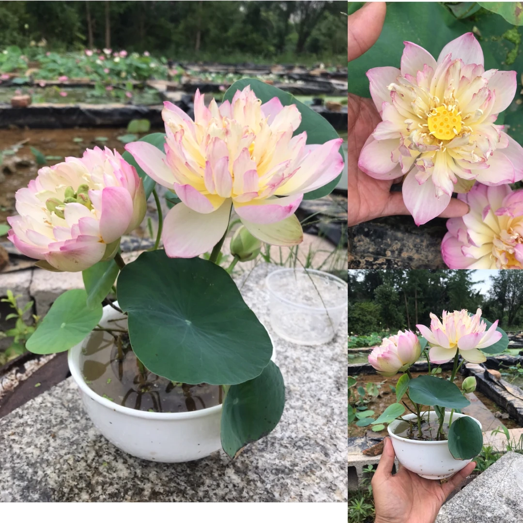 碗莲种藕或小苗 藕鞭苗 微型小品荷花品种 水培室内外植物