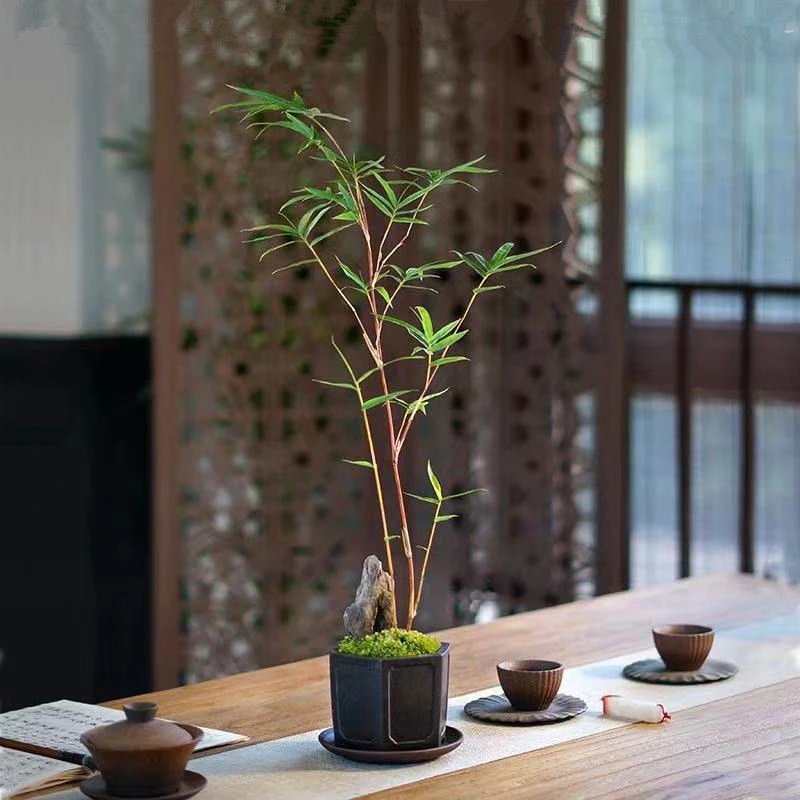 红观音竹盆景桌面绿植书房茶桌阳台小盆栽室内庭院装饰红寒竹米竹