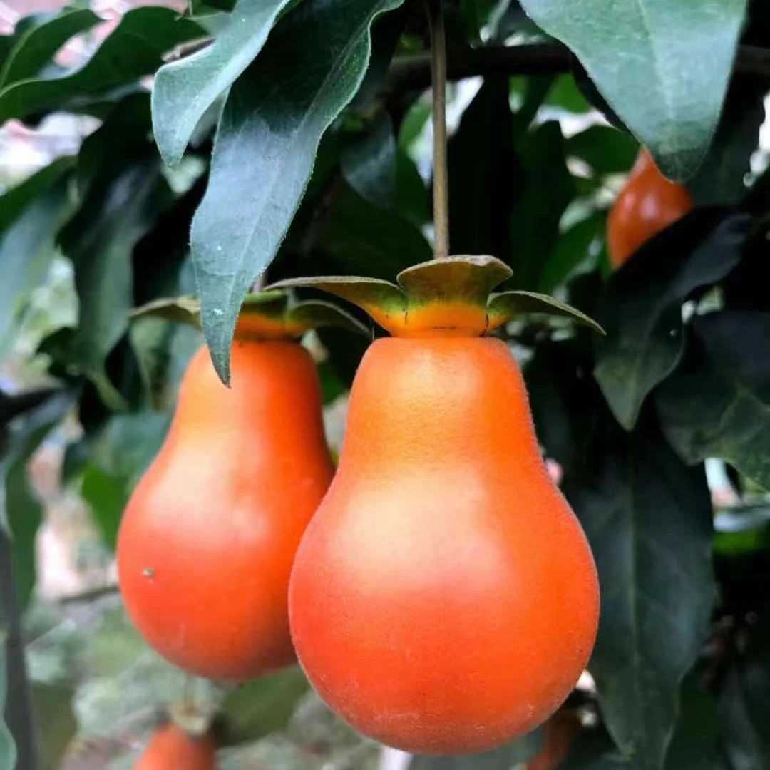 金弹子盆景素材 金刚葫芦 中国红 逸源红 长寿血红葫芦等等