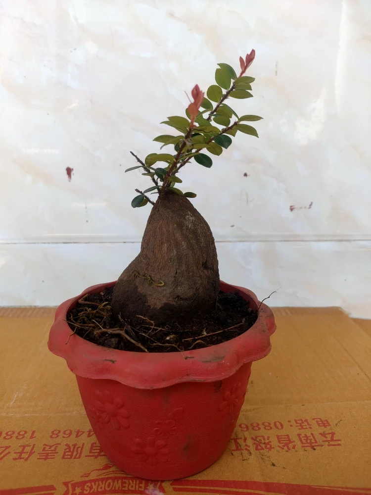 吊金珠盆景，开花结果，叶子四季常青